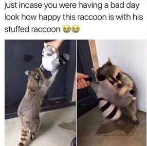 raccoonlove.jpg