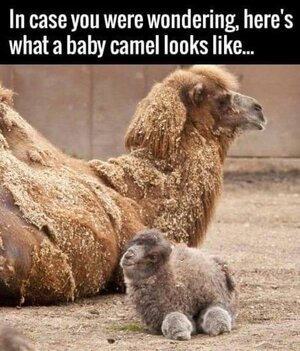 babycamel.jpg