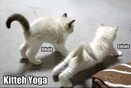 kittyyoga.jpg