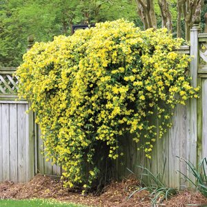 winterjasmine.jpg