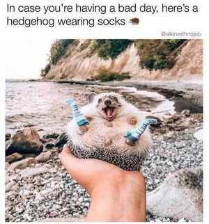 hedgehogwearingsocks.jpg