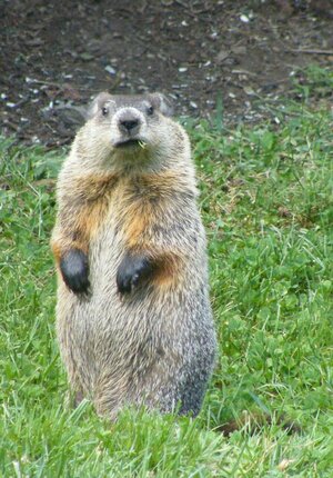 groundhog.jpg