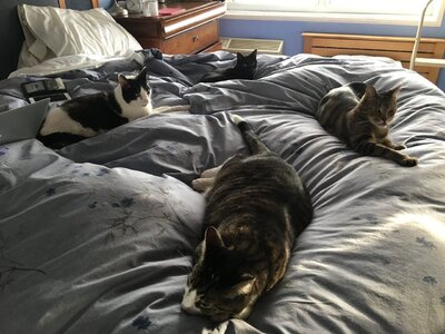 4catsonbedfeb2018.jpg