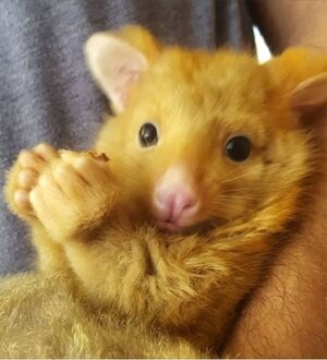 babygoldenpossum.jpg