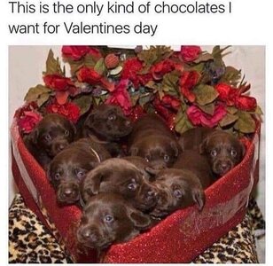 chocolatesforvalentinesday.jpg