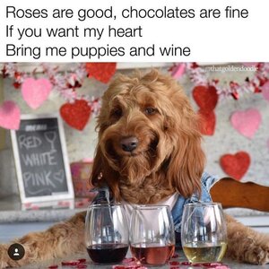 puppiesandwine.jpg