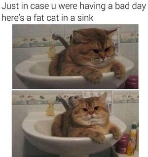 fatcatinsink.jpg