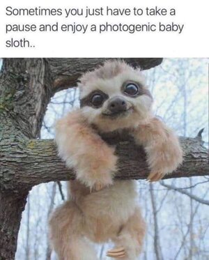 photogenicsloth.jpg