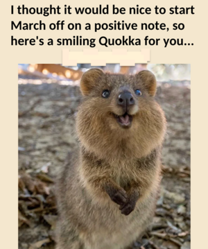 smilingquokka.png