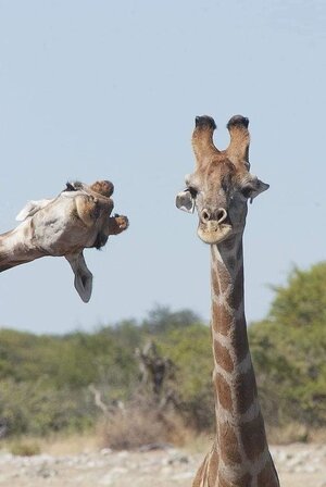 giraffephotobombing.jpg