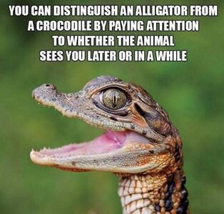 inawhilecrocodile.jpg