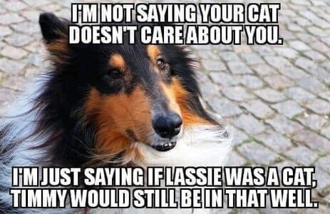 lassie.jpg