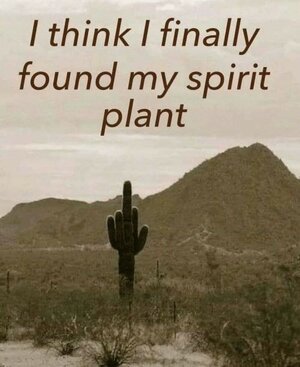 spiritplant.jpg