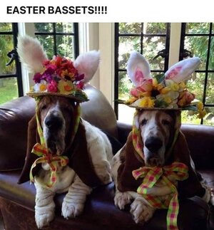 easterbassetts.jpg