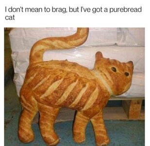 purebreadcat.jpg