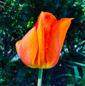 orangetulip.png