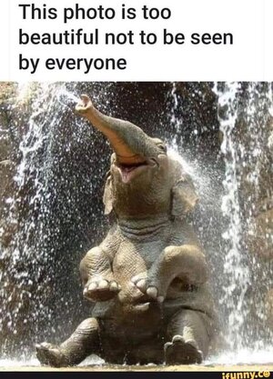 elephantbeautiful.jpg