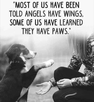 angelsandpaws.jpg