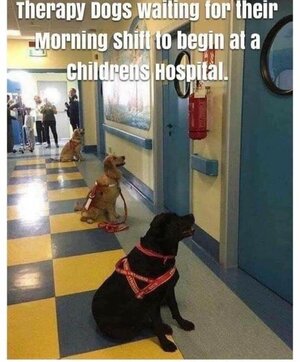 therapydogs.jpg