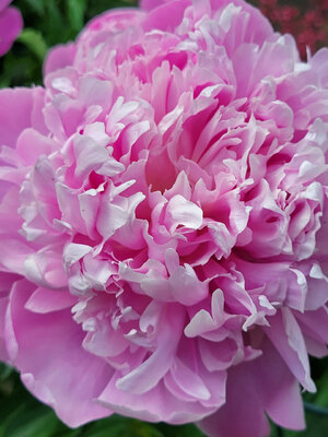 peony.jpg