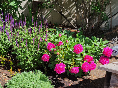 fushia peonies.jpg