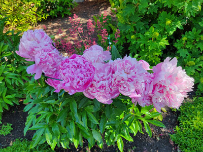 pink peonies.jpg