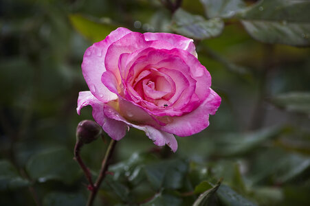 Neighbors rose after rainD50_0771 1280.jpg