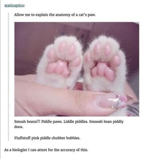 cat'spaw.jpg