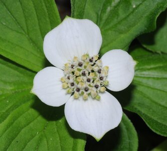 bunchberry crop.jpg