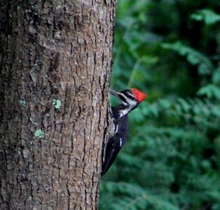 pileated reduced.JPG