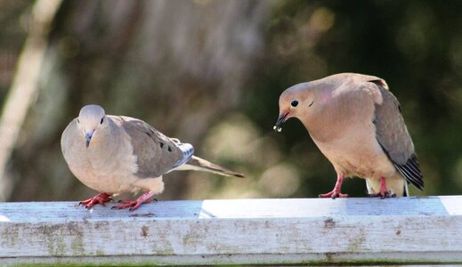 dove pair.JPG