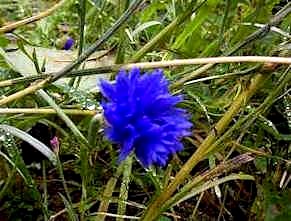 Centaurea cyanus.JPG