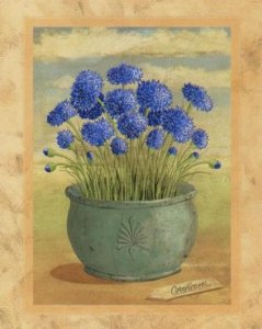 cornflower.jpg