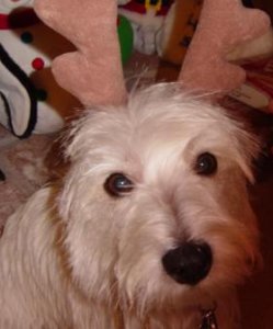 little reindeer 2004 c.jpg