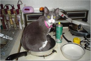 catdish.jpg