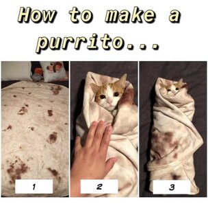 purrrrrito.jpg