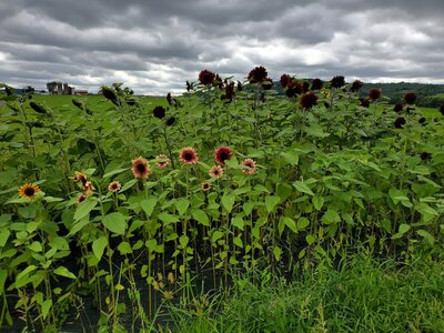 sunflowersinnature.jpg