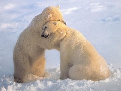 animals hugging.jpg