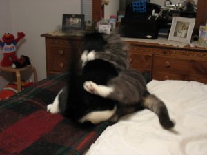 Cat Fight42.JPG