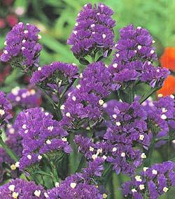 purplestaticeflower.jpg