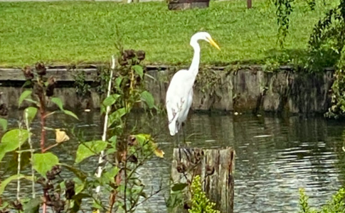 egret.png