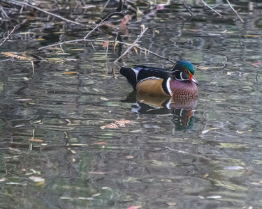 Woodduck KA Park 2021.jpg