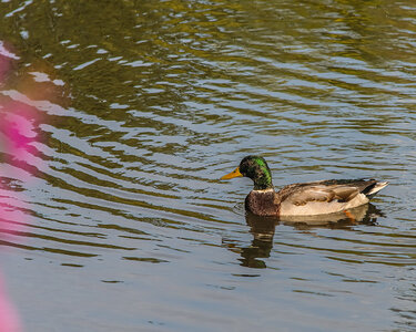 Young Mallard KA Park 2021.jpg