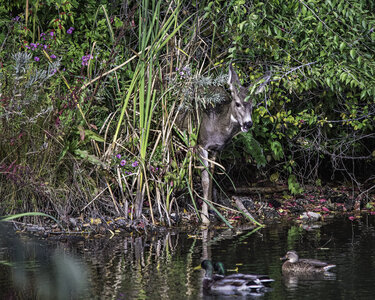 deer with ducks.jpg