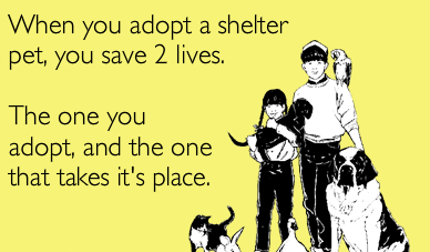 adoptashelteranimal.png