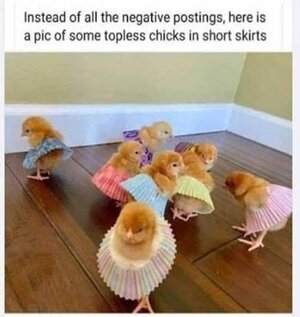 chicks.jpg