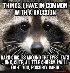 raccoon.jpg