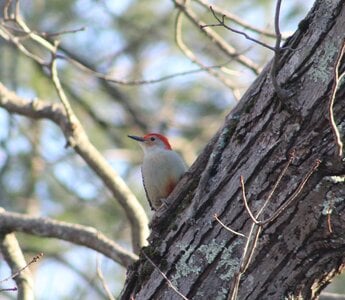 red-bellied.JPG