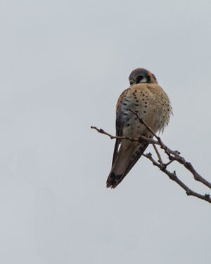 Kestral-.jpg