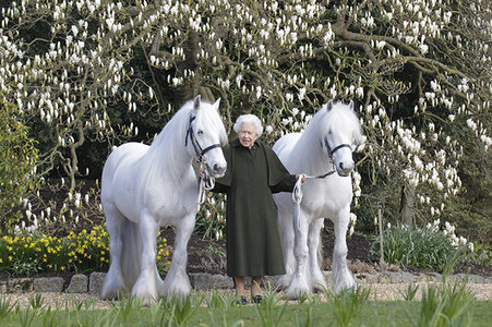 the-queen-horses-z.jpg